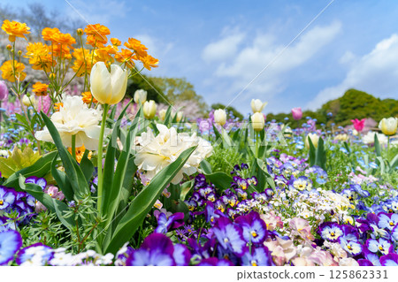 Beautiful flower field scenery with various flowers blooming Beautiful flower field scenery with various flowers blooming 125862331