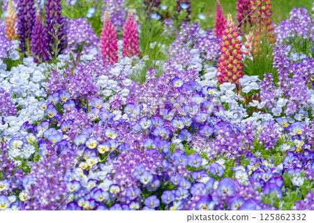 美麗的花壇，種滿了紫羅蘭、柳穿魚和羽扇豆 125862332