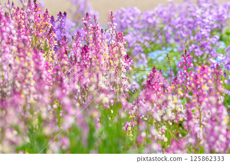 Colorful linaria flower cluster Colorful linaria flower cluster 125862333