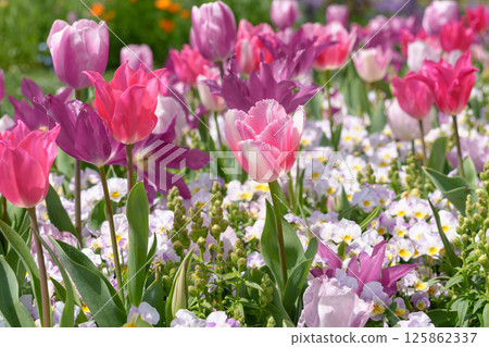 A beautiful flower field filled with pink tulips and pansies A beautiful flower field filled with pink tulips and pansies 125862337
