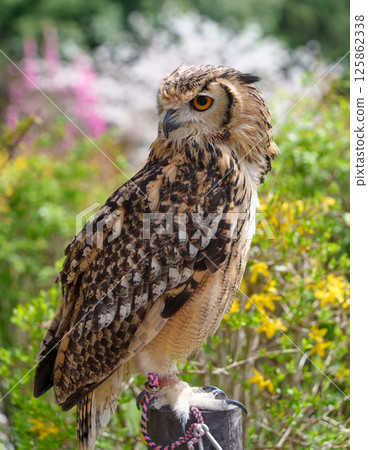 A great horned owl perches on a tree in a park rich in nature 125862338