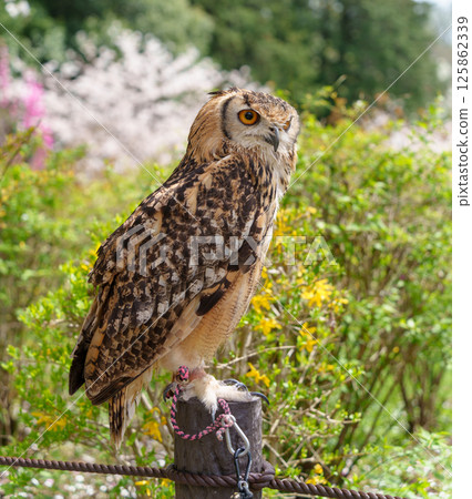 一隻雕鴞棲息在自然豐富的公園裡的一棵樹上 125862339