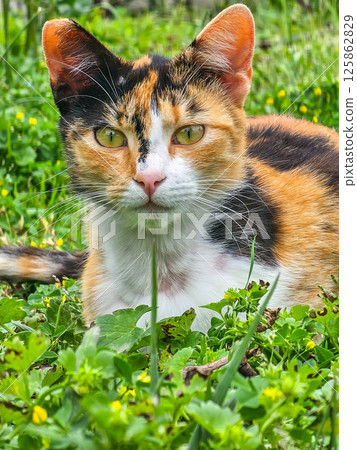 Stray Cats of Montenegro in Urban and Rural Settings Stray Cats of Montenegro in Urban and Rural Settings 125862829