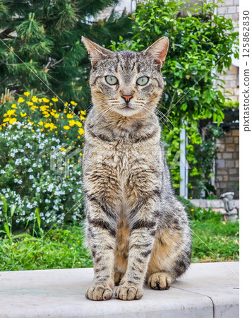 Stray Cats of Montenegro in Urban and Rural Settings Stray Cats of Montenegro in Urban and Rural Settings 125862830