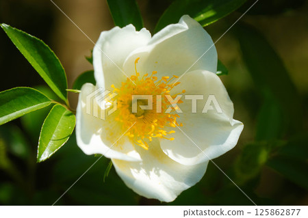 薔薇 薔薇 125862877