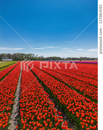 A stunning aerial view of tulip fields in bloom, with perfectly aligned horizontal rows of vibrant red and green creating a captivating striped pattern across the landscape. 125863091