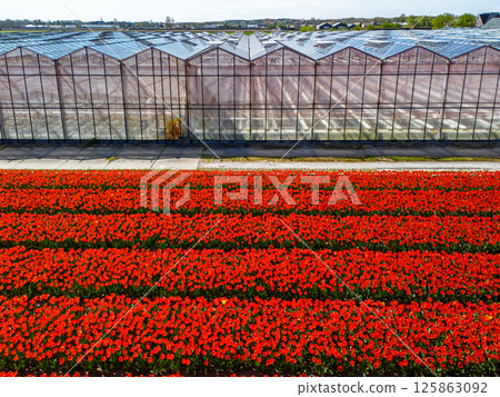 Aerial view of a vibrant red tulip field divided by a road from a modern glass greenhouse, showcasing symmetry and contrast between nature and structure. 125863092