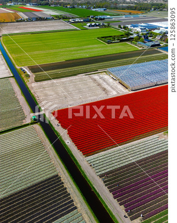 Aerial view of vibrant tulip fields in full bloom, surrounding industrial buildings in a rural landscape. Colorful rows of flowers stretch toward the horizon, blending nature with agriculture. Aerial view of vibrant tulip fields in full bloom, surrounding industrial buildings in a rural landscape. Colorful rows of flowers stretch toward the horizon, blending nature with agriculture. 125863095