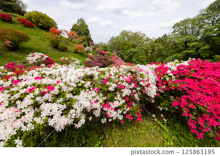 Godaisontsutsuji公園的猶豫 125863195