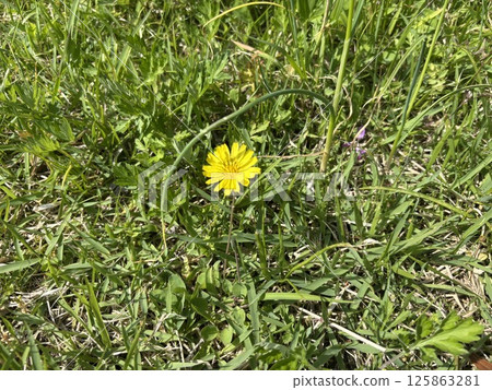 Dandelion blooming in grassland Dandelion blooming in grassland 125863281
