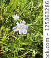  白花 125863286