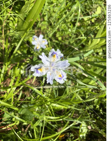  白花 125863286