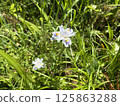  白花 125863288