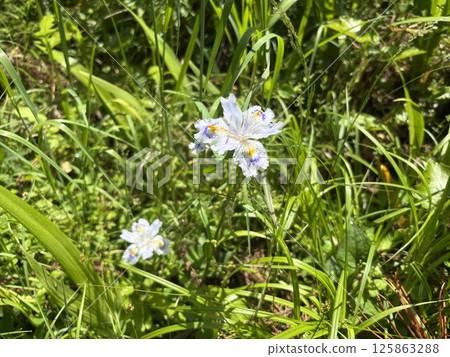  白花 125863288