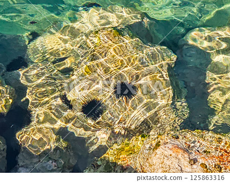 Sea Urchins Resting on Coastal Rocks Sea Urchins Resting on Coastal Rocks 125863316