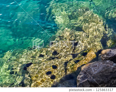 Sea Urchins Resting on Coastal Rocks Sea Urchins Resting on Coastal Rocks 125863317