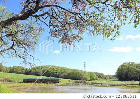 真岡鐵道“小花的新綠與插秧時的田園風光” 125863511