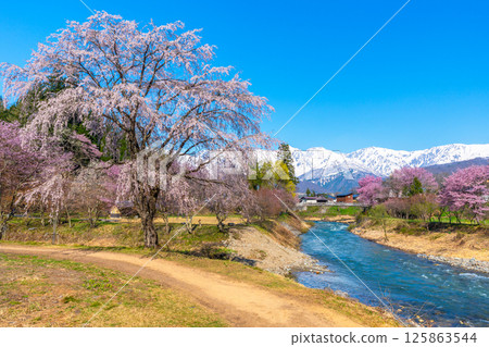 白馬的春天：大出公園的櫻花 125863544