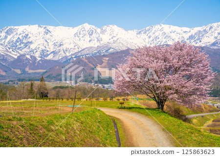 白馬之春－野平的一棵櫻花樹 125863623