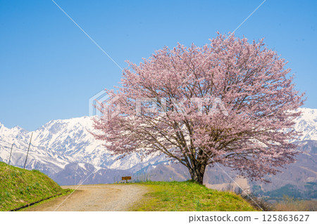 白馬之春－野平的一棵櫻花樹 125863627