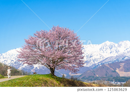 Spring in Hakuba - Nodaira's single cherry tree 125863629