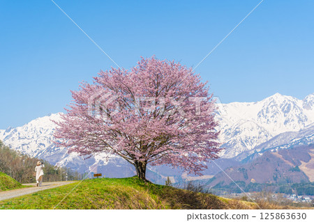 Spring in Hakuba - Nodaira's single cherry tree 125863630
