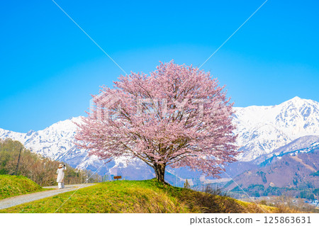 白馬之春－野平的一棵櫻花樹 125863631