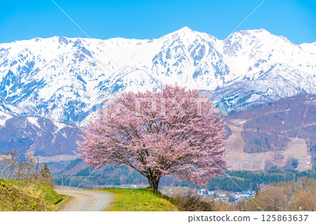 Spring in Hakuba - Nodaira's single cherry tree 125863637