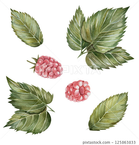 Set of watercolor raspberry berries and green leaves in various arrangements. Hand-painted botanical clipart on white background. Perfect for design, packaging, and patterns 125863833