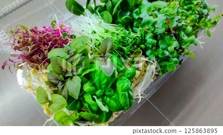Colorful mix of fresh microgreens in plastic container Colorful mix of fresh microgreens in plastic container 125863895