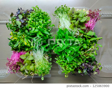 Fresh microgreens mix in two open plastic containers 125863900
