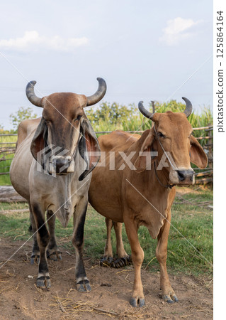 Two cows in a countryside cowshed on an agricultural farm 125864164