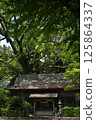 Senmuro Shrine and the camphor tree at Senmuro Shrine 125864337
