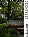 Senmuro Shrine and the camphor tree at Senmuro Shrine 125864339