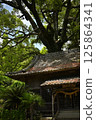 Senmuro Shrine and the camphor tree at Senmuro Shrine 125864341