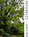 Senmuro Shrine and the camphor tree at Senmuro Shrine 125864346