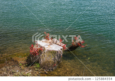 滋賀縣長濱市餘五町餘五湖畔的樹樁 滋賀縣長濱市餘五町餘五湖畔的樹樁 125864354