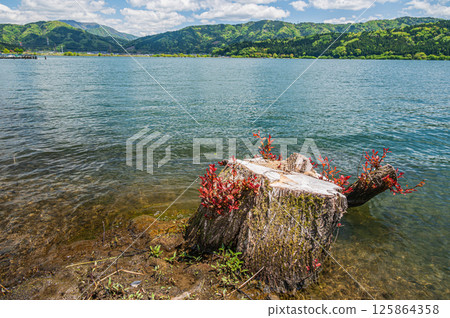 滋賀縣長濱市餘五町餘五湖畔的樹樁 125864358