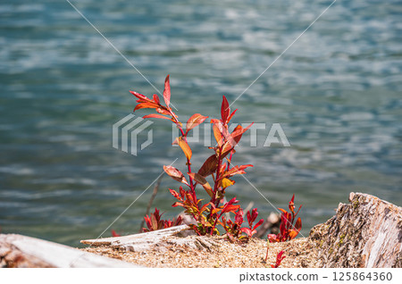New shoots growing from a stump on the waterfront of Lake Yogo, Yogo Town, Nagahama City, Shiga Prefecture 125864360