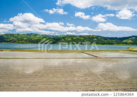 Rice fields in the Kawanami area along Lake Yogo in early summer. Yogo Town, Nagahama City, Shiga Prefecture 125864364