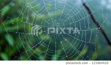 Realistic spider web after the rain Realistic spider web after the rain 125864420
