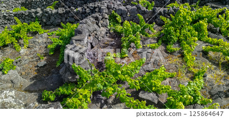 Traditional vineyards in Pico Island, Azores. The vineyards are among stone walls 125864647