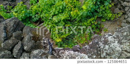 Traditional vineyards in Pico Island, Azores. The vineyards are among stone walls Traditional vineyards in Pico Island, Azores. The vineyards are among stone walls 125864651