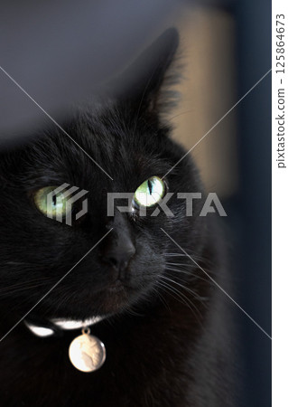 Black cat looking upwards 125864673