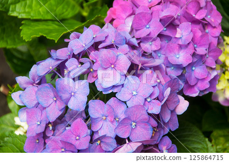 Hydrangeas are the typical flowers of the Azores Islands 125864715