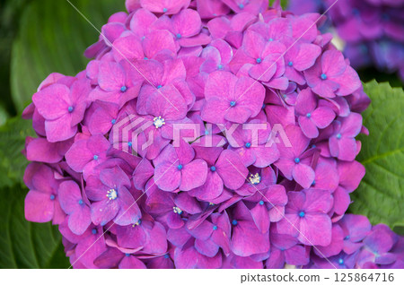 Hydrangeas are the typical flowers of the Azores Islands 125864716