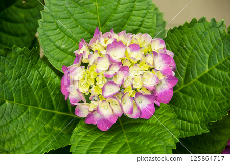 Hydrangeas are the typical flowers of the Azores Islands Hydrangeas are the typical flowers of the Azores Islands 125864717