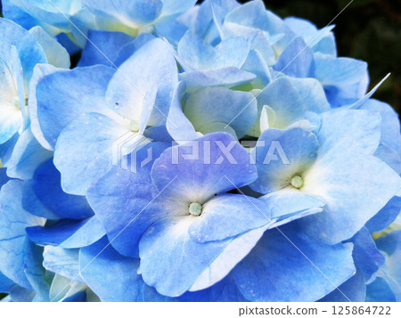 Hydrangeas are the typical flowers of the Azores Islands Hydrangeas are the typical flowers of the Azores Islands 125864722