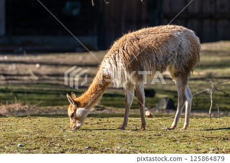 Vicunas, Vicugna Vicugna, relatives of the llama in a German park Vicunas, Vicugna Vicugna, relatives of the llama in a German park 125864879