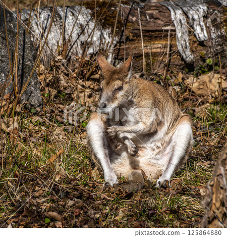 The agile wallaby, Macropus agilis also known as the sandy wallaby 125864880
